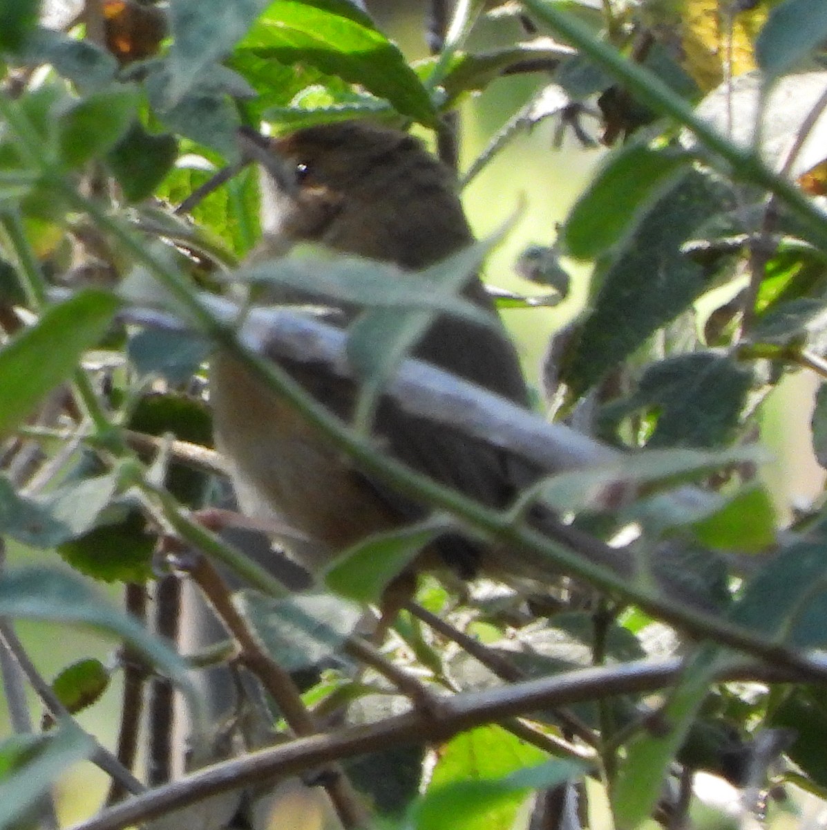 Red-faced Cisticola - ML621752210