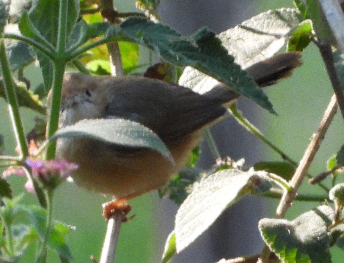 Red-faced Cisticola - ML621752211