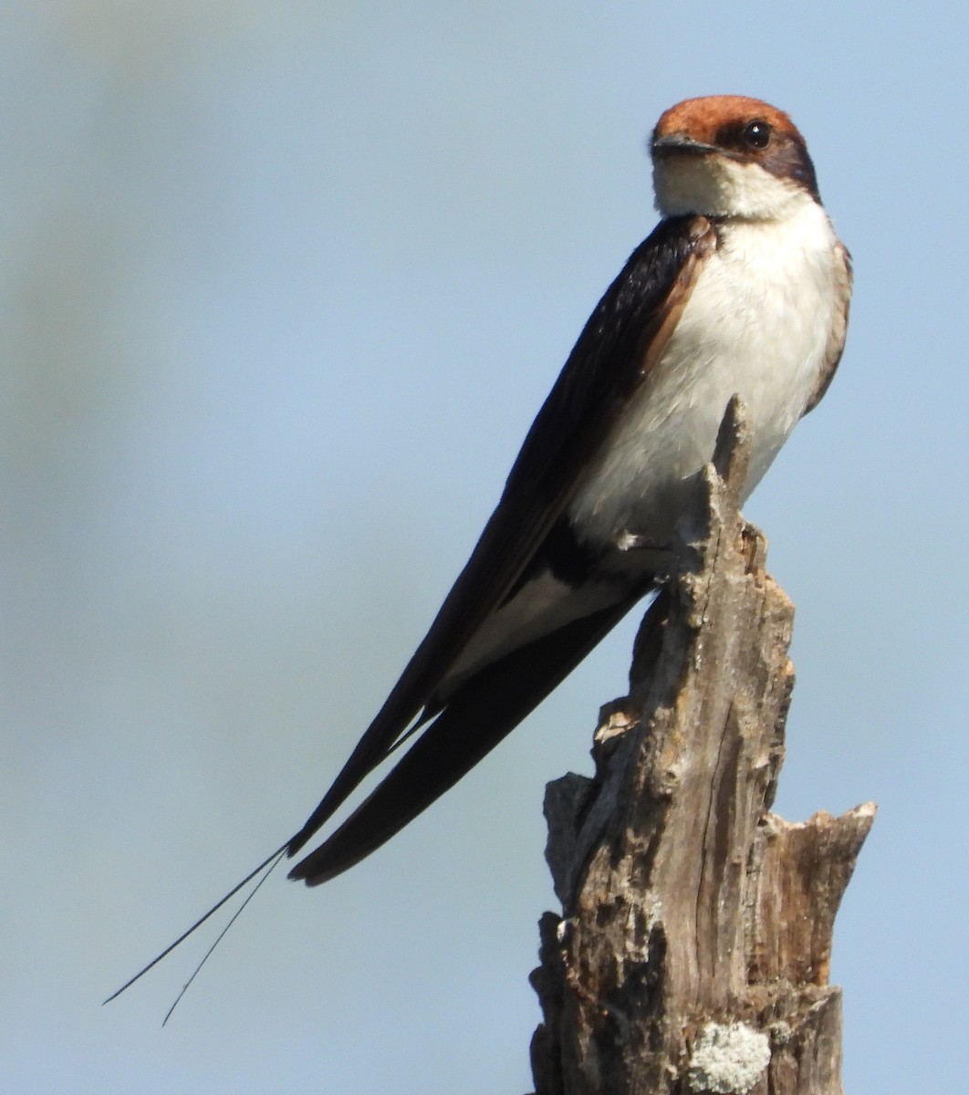 Wire-tailed Swallow - ML621752215