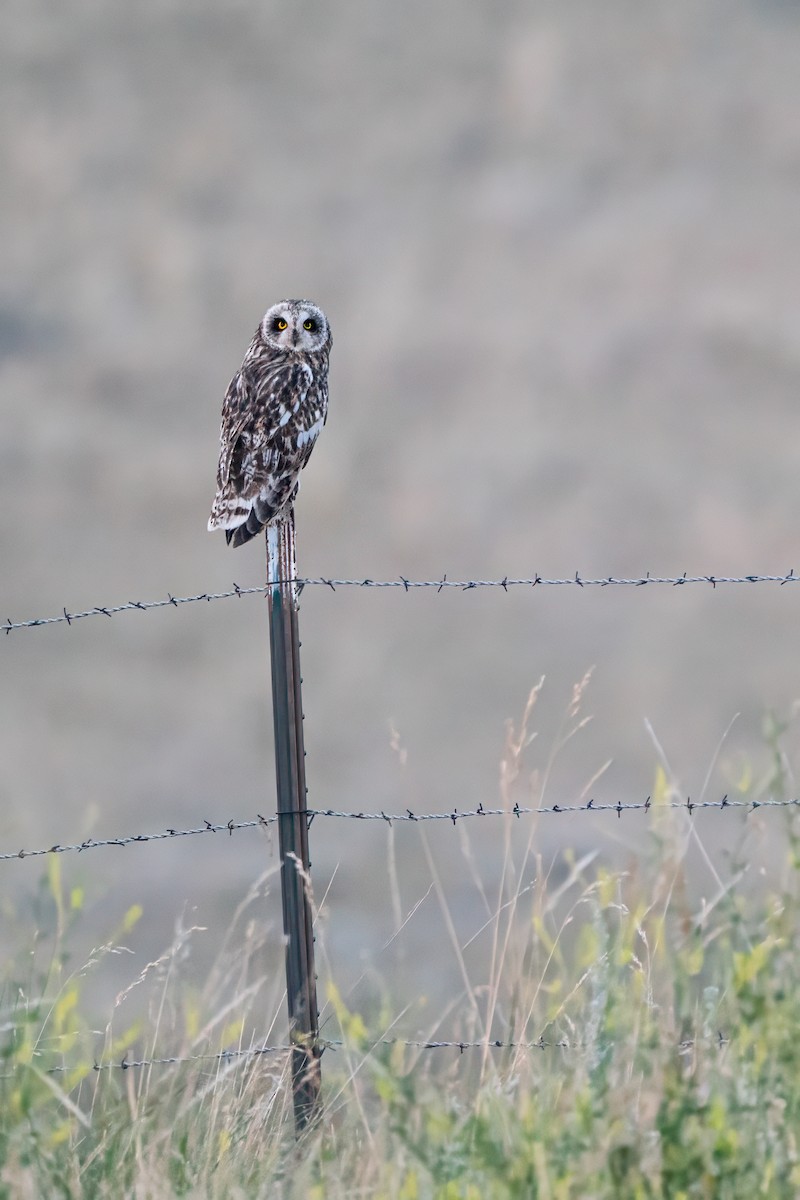 Short-eared Owl - ML621752219