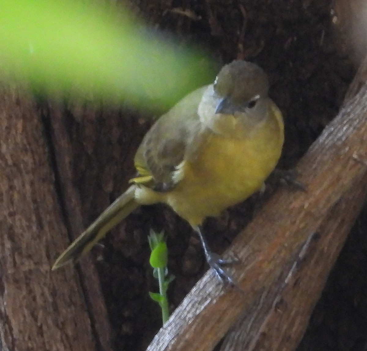 Yellow-bellied Greenbul - ML621752222