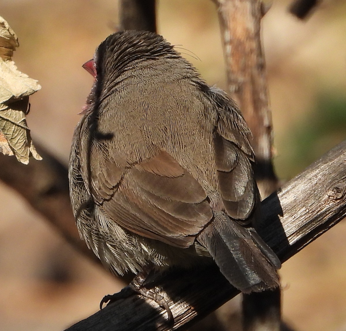 Brown Firefinch - ML621752228