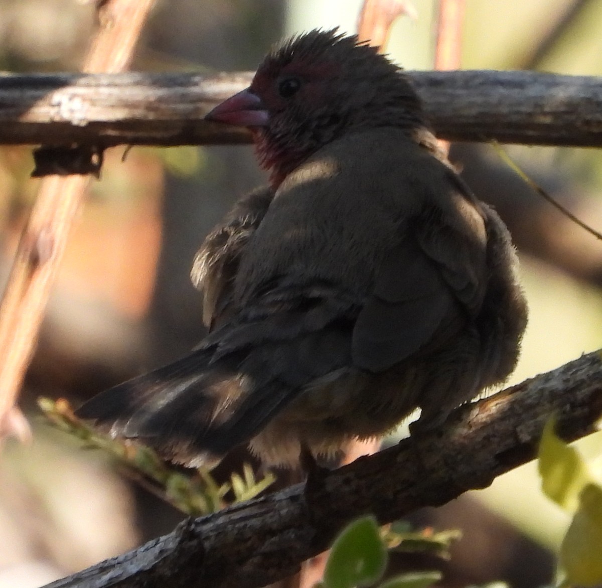 Brown Firefinch - ML621752230