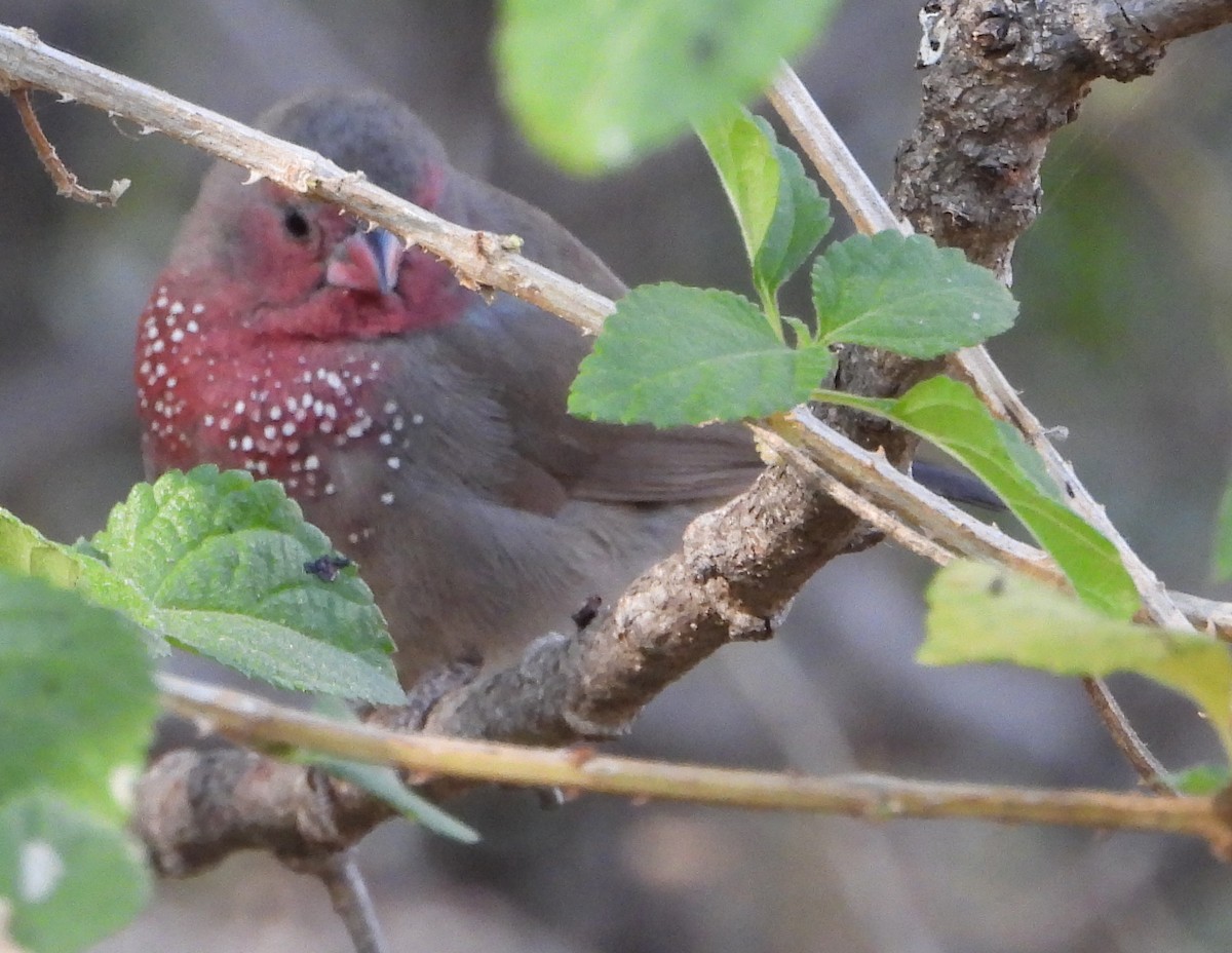 Brown Firefinch - ML621752231