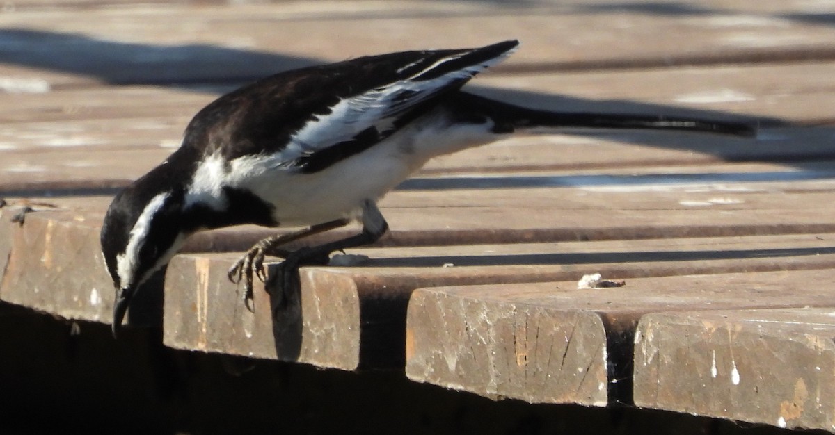 African Pied Wagtail - ML621752233