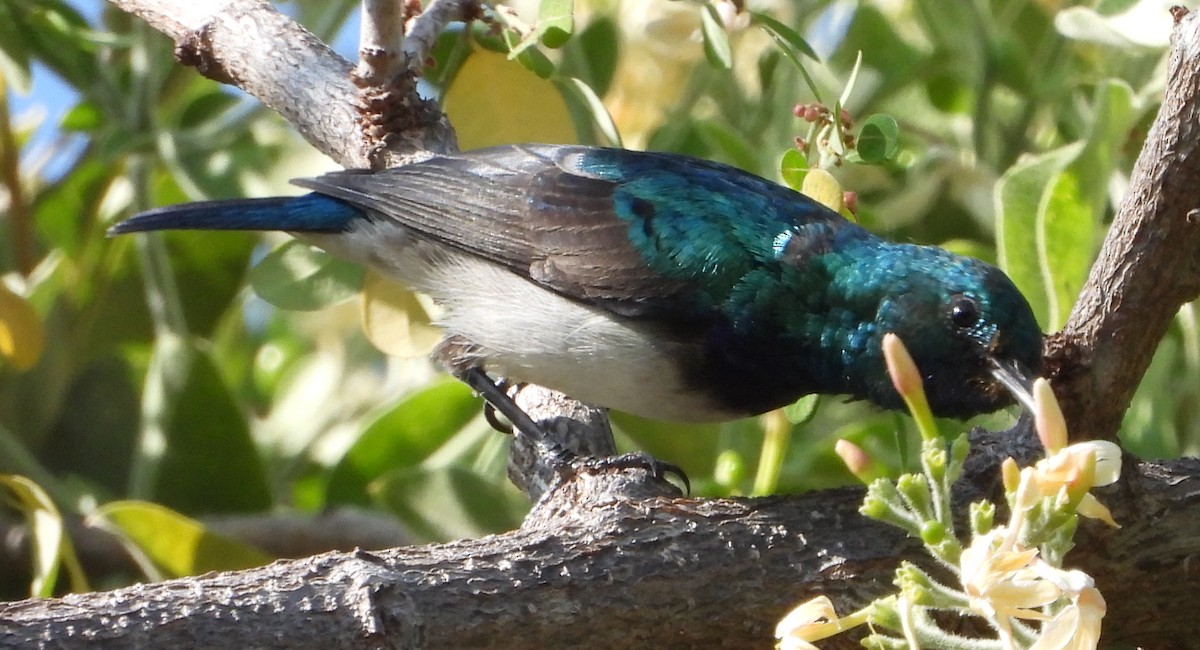 White-breasted Sunbird - ML621752241