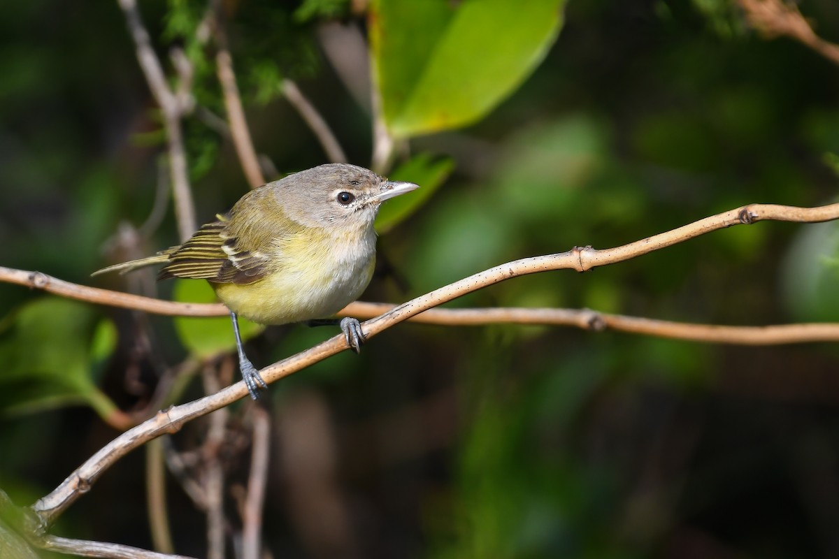 Bell's Vireo (Eastern) - ML621752242