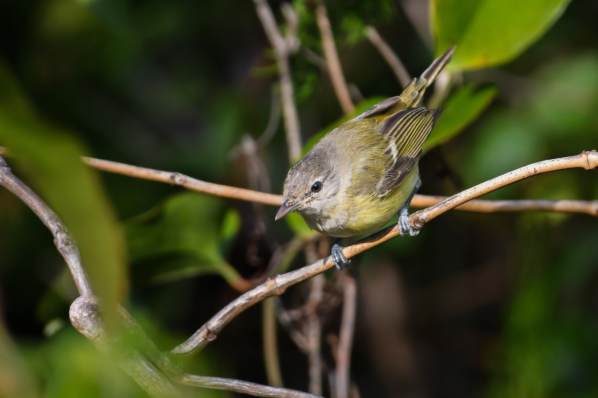 Bell's Vireo (Eastern) - ML621752243