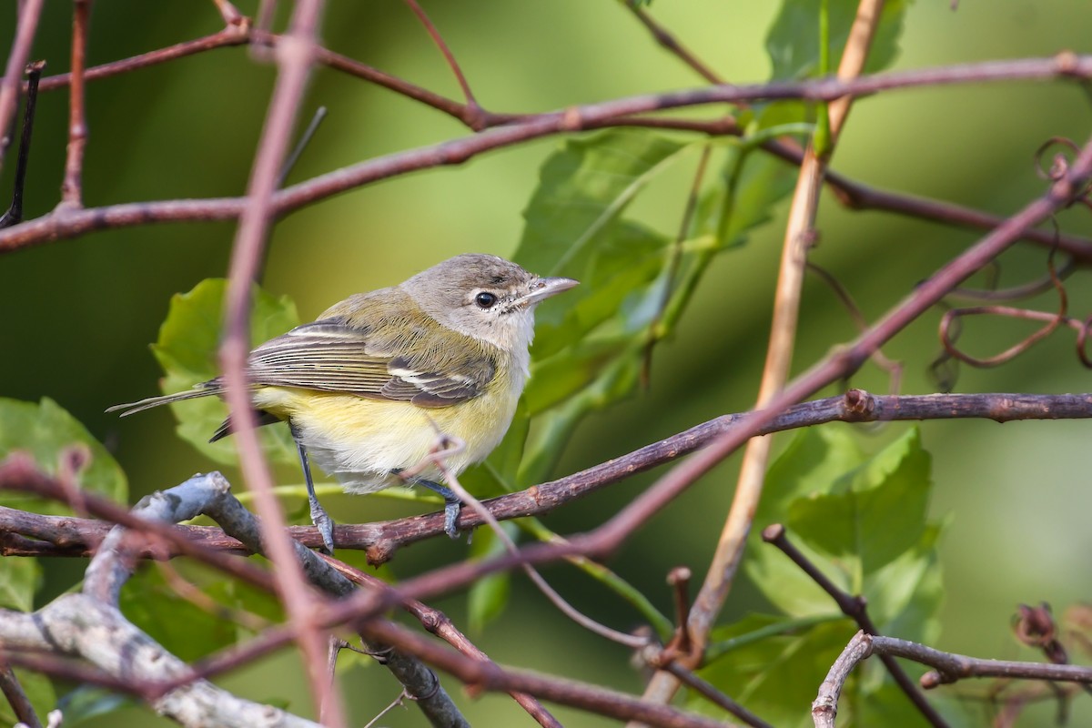 Bell's Vireo (Eastern) - ML621752244