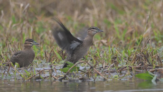 Masked Duck - ML621752257