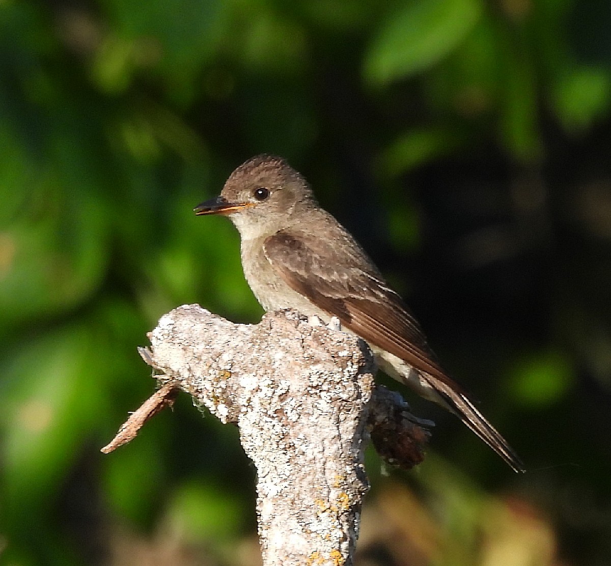 Western Wood-Pewee - ML621752262