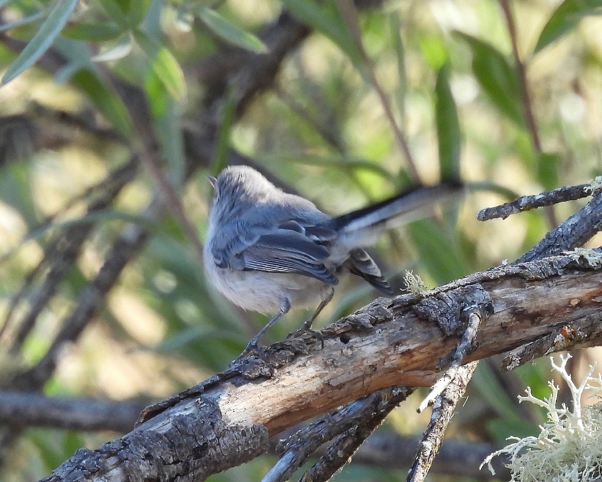 Blue-gray Gnatcatcher - ML621752280