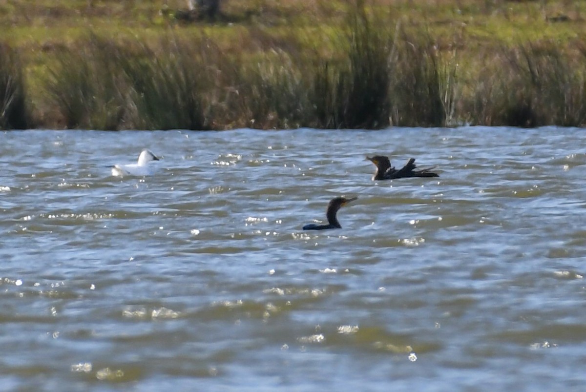 Ross's Goose - ML621752286