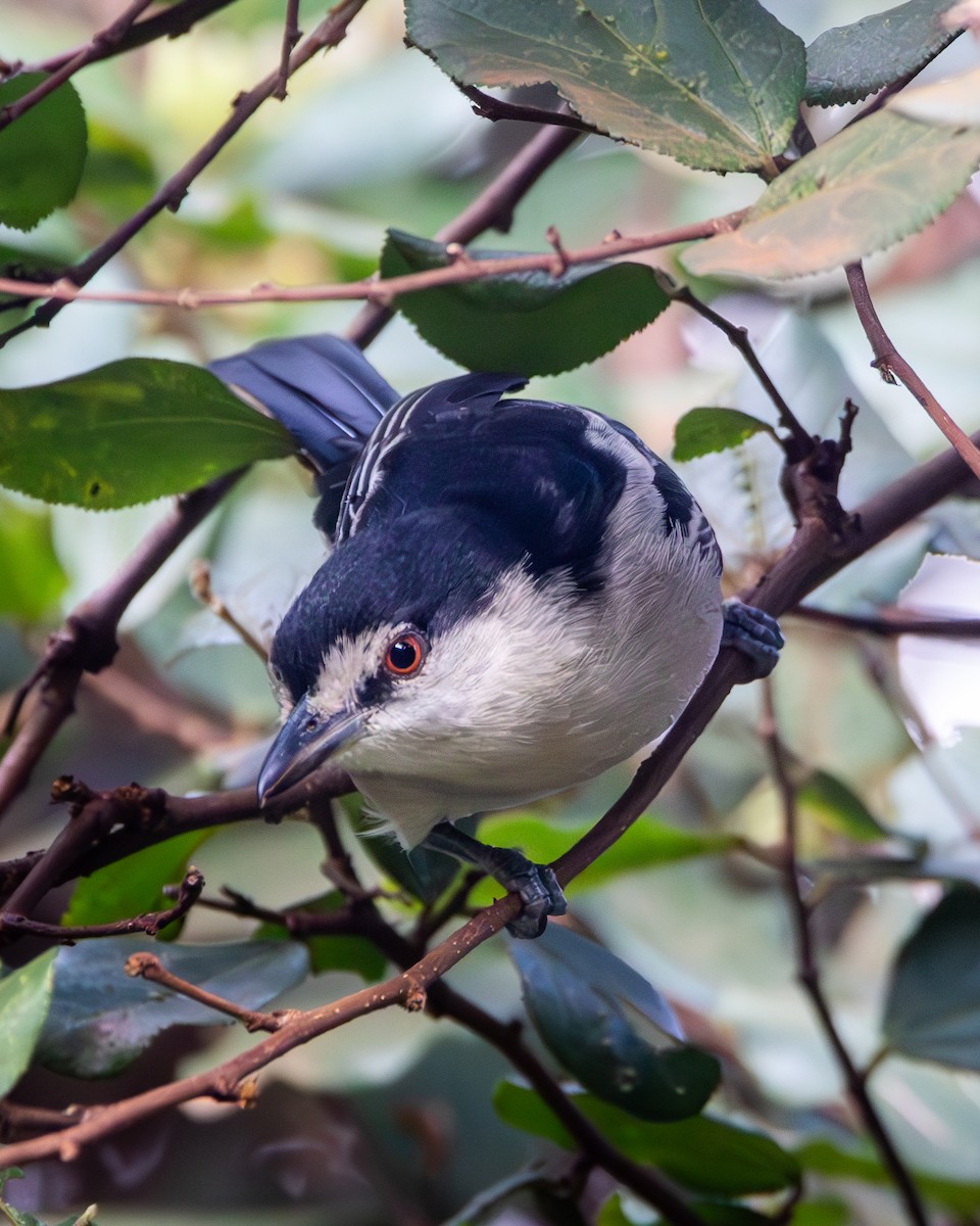 Black-backed Puffback - ML621752311