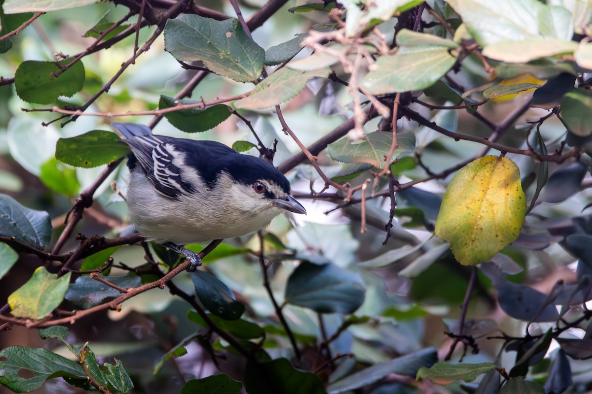 Black-backed Puffback - ML621752312