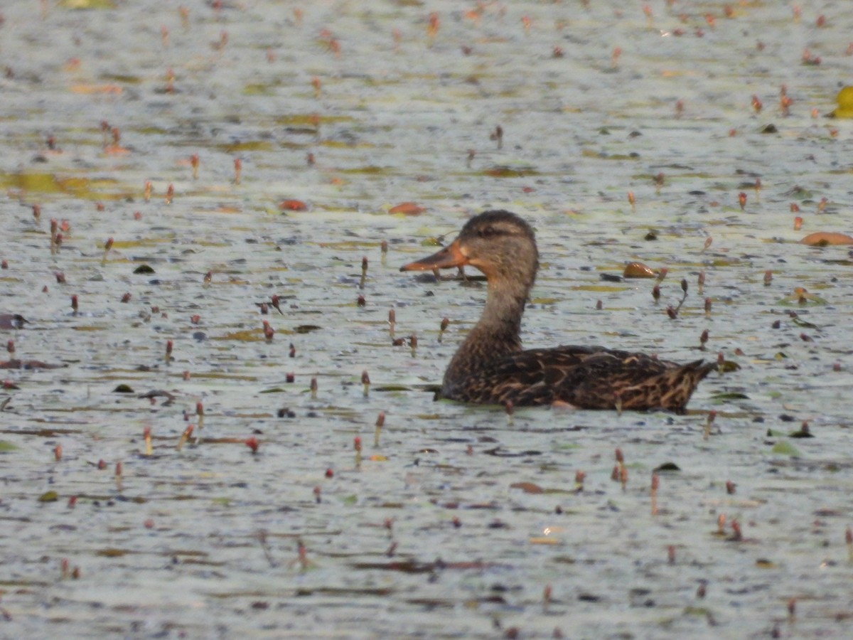 Mallard - ML621752347