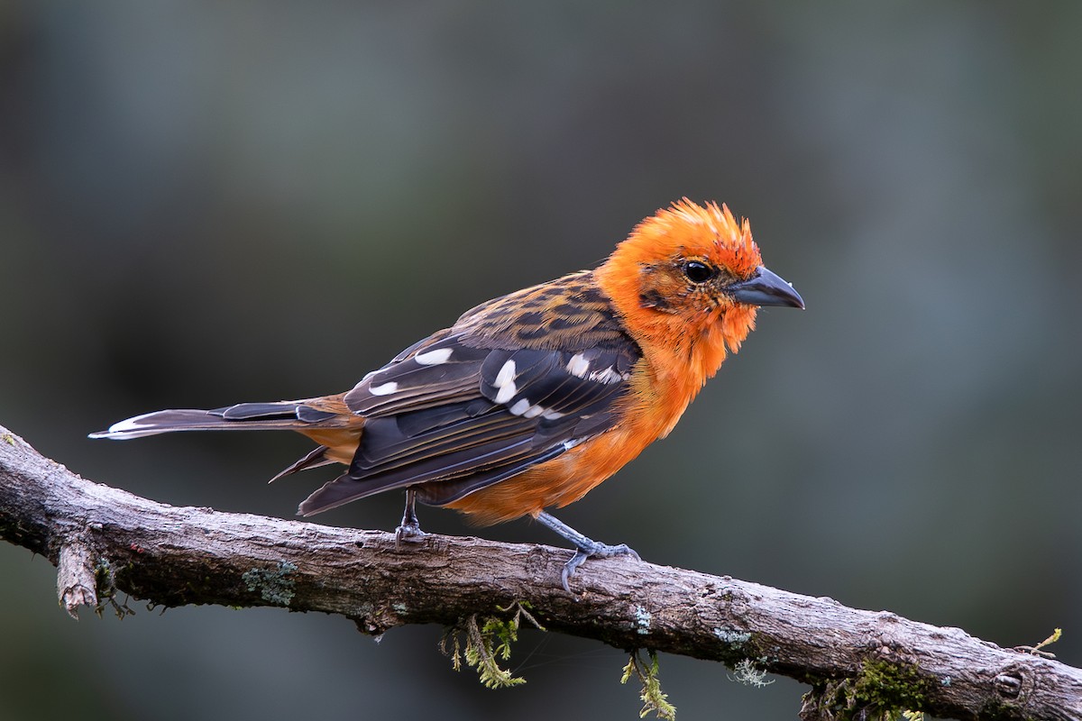 Flame-colored Tanager - ML621752422