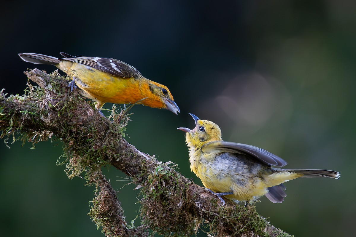 Flame-colored Tanager - ML621752424