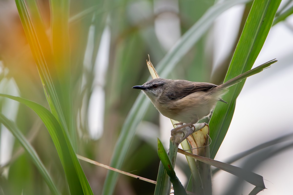 Prinia Modesta - ML621752427