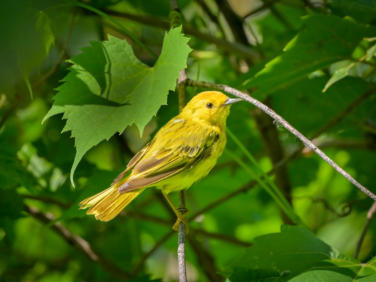 Yellow Warbler - ML621752433