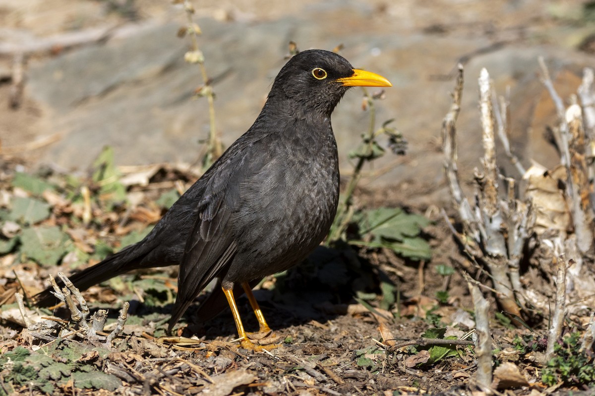 Chiguanco Thrush - ML621752487