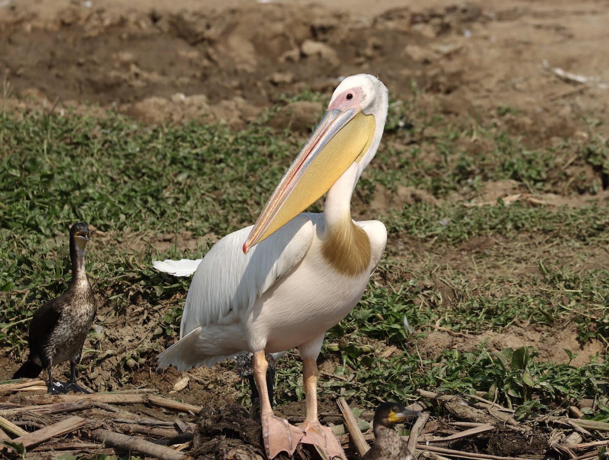 Great White Pelican - ML621752491