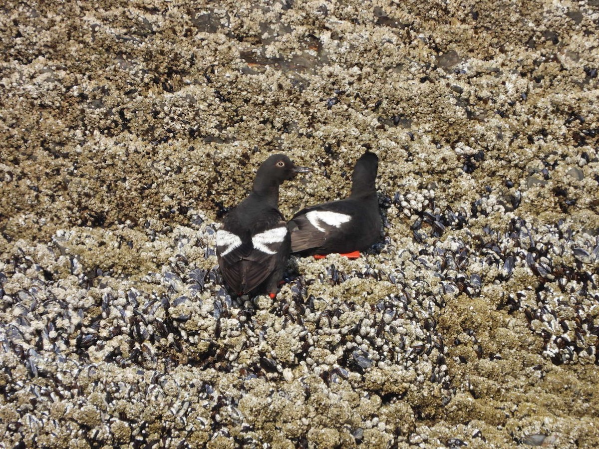 Pigeon Guillemot - ML621752552