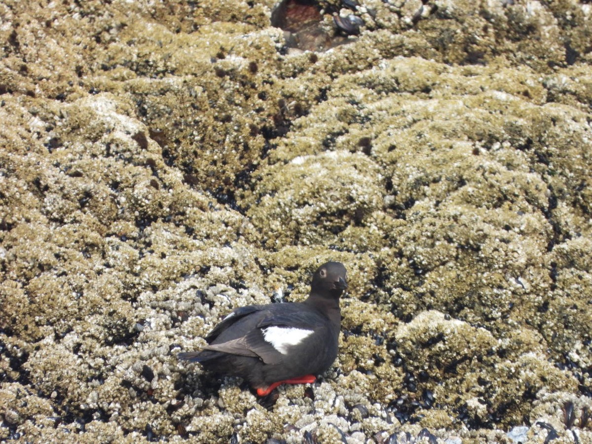 Pigeon Guillemot - ML621752553