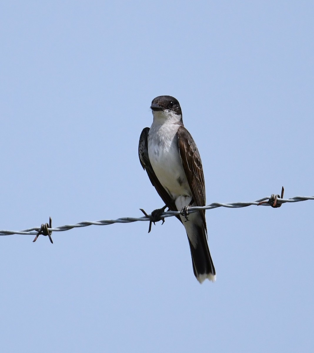 Eastern Kingbird - ML621752594