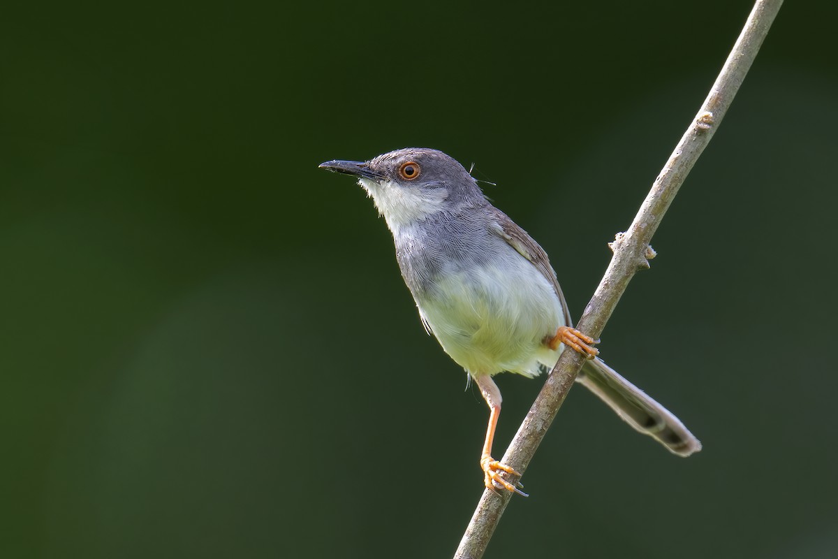 Gray-breasted Prinia - ML621752621