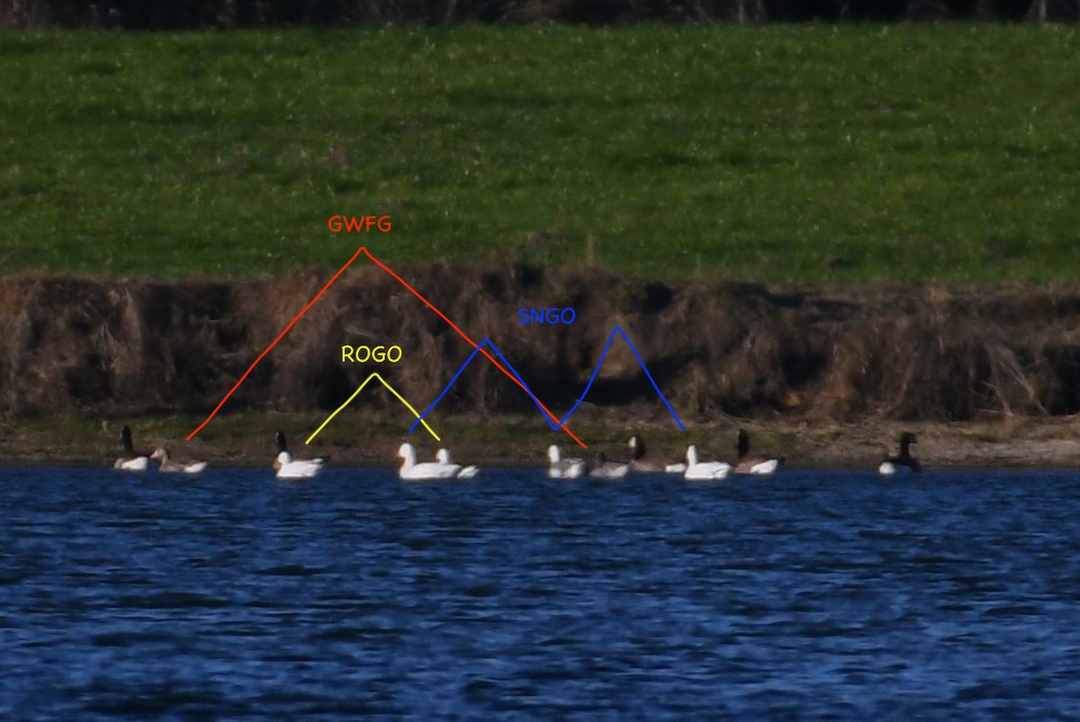 Ross's Goose - ML621752656