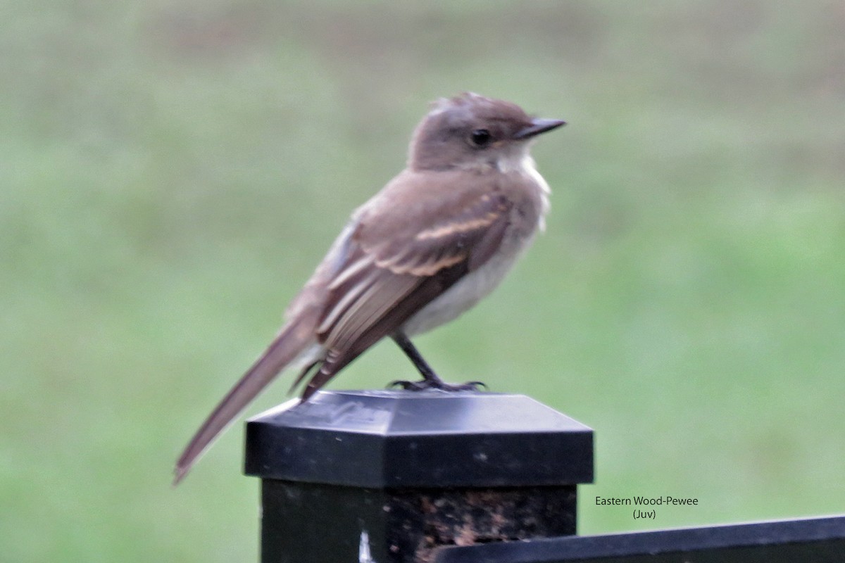 Eastern Wood-Pewee - ML621752761