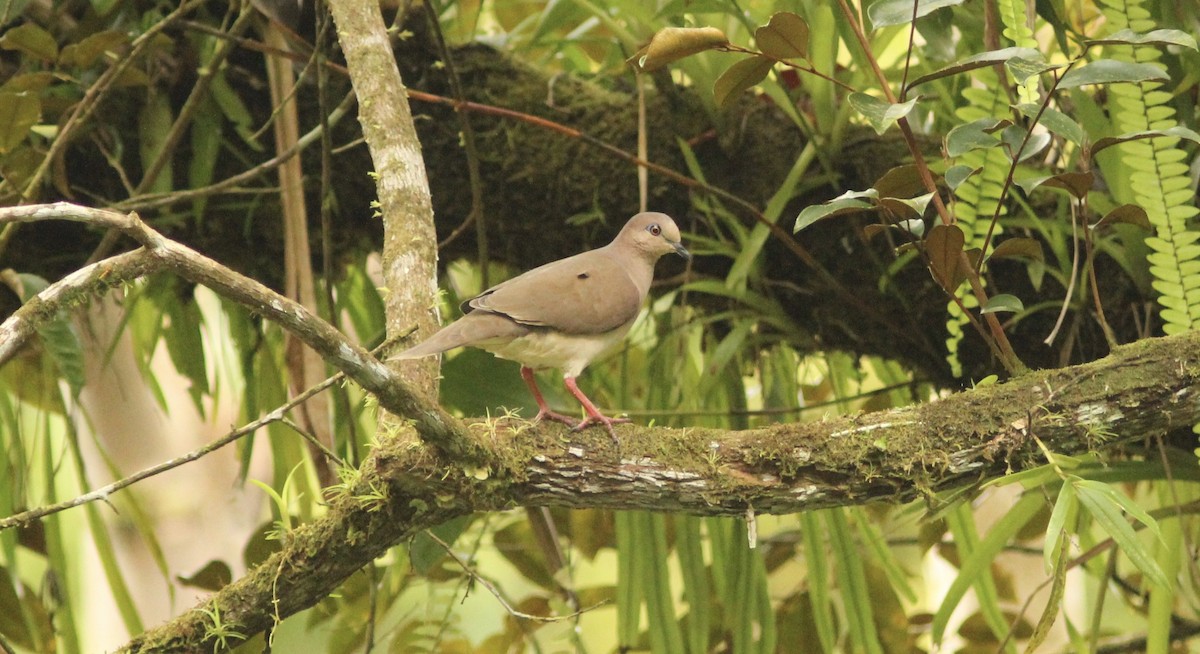 White-tipped Dove - ML621752763