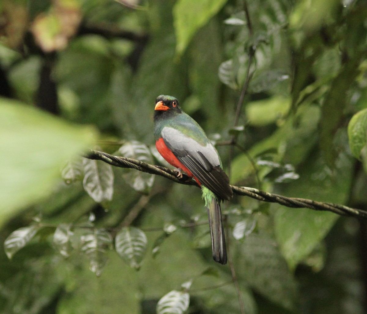 Gri Kuyruklu Trogon - ML621752804