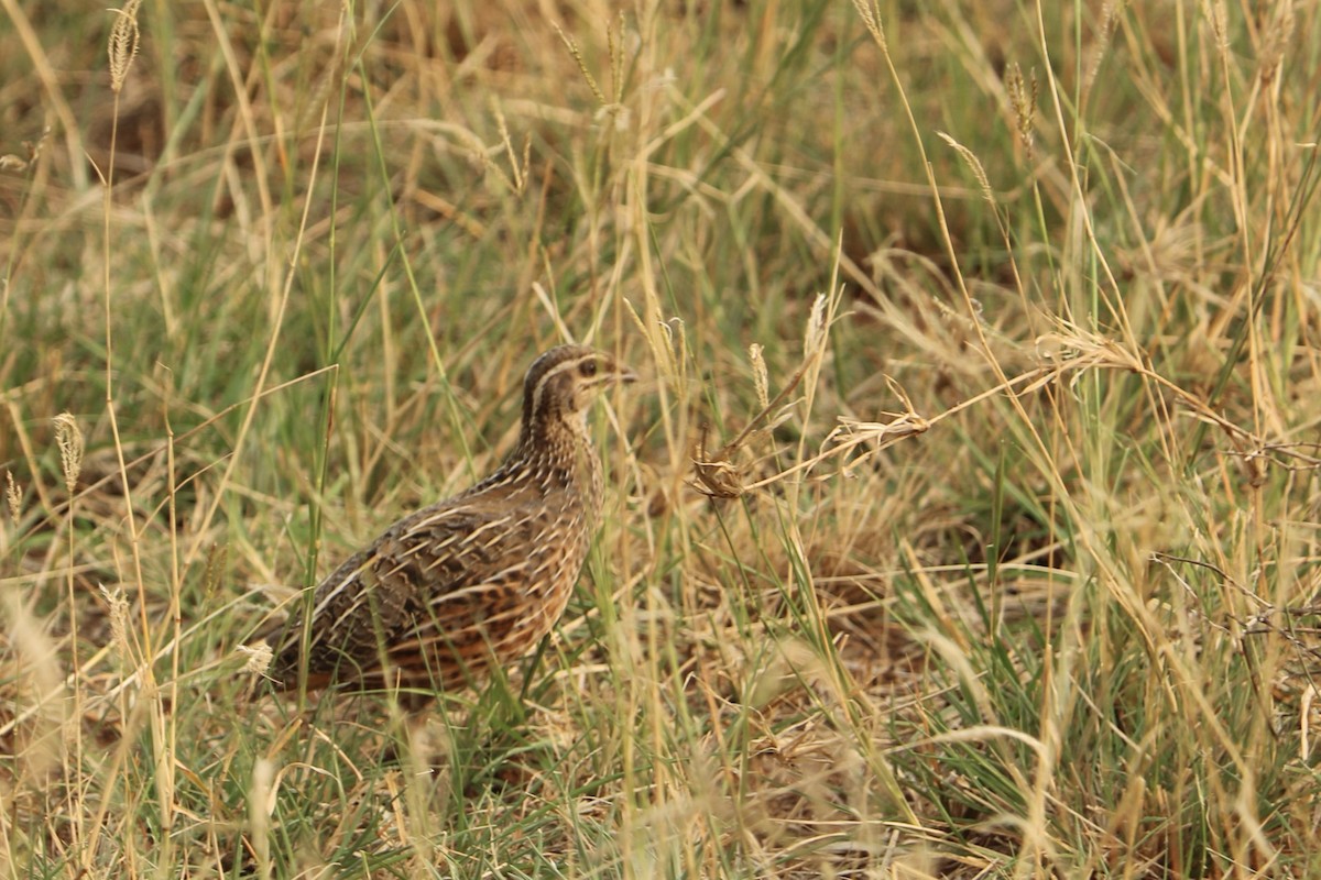 Harlequin Quail - ML621752824