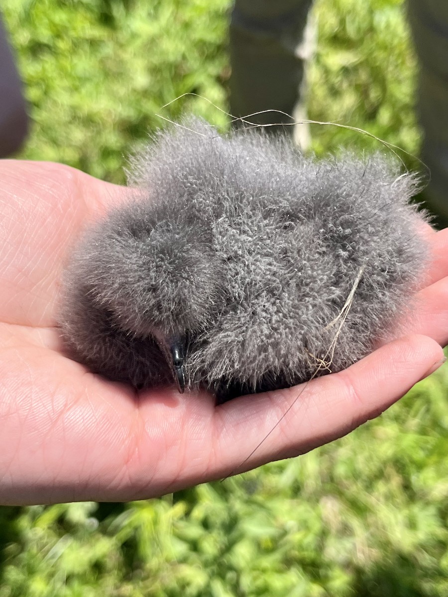 Leach's Storm-Petrel - ML621752833
