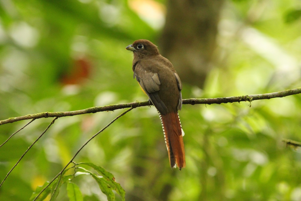 Northern Black-throated Trogon - ML621752837