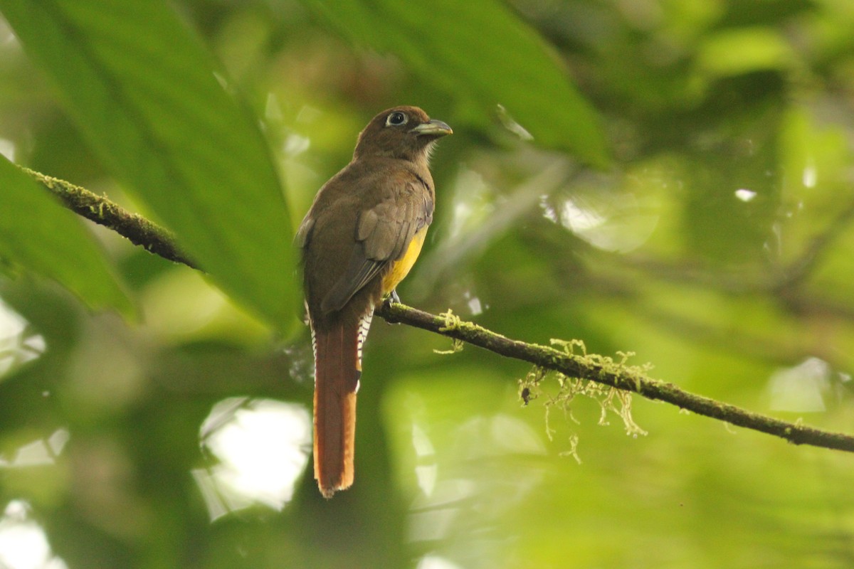 Kuzeyli Kara Gerdanlı Trogon - ML621752839