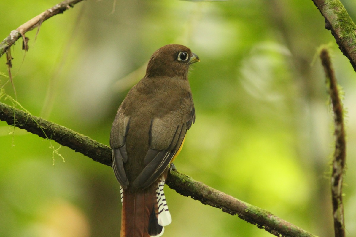 Northern Black-throated Trogon - ML621752841