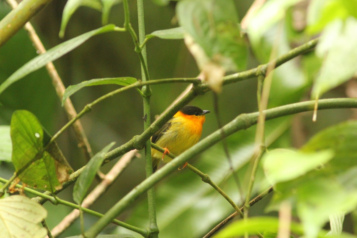 Orange-collared Manakin - ML621752858