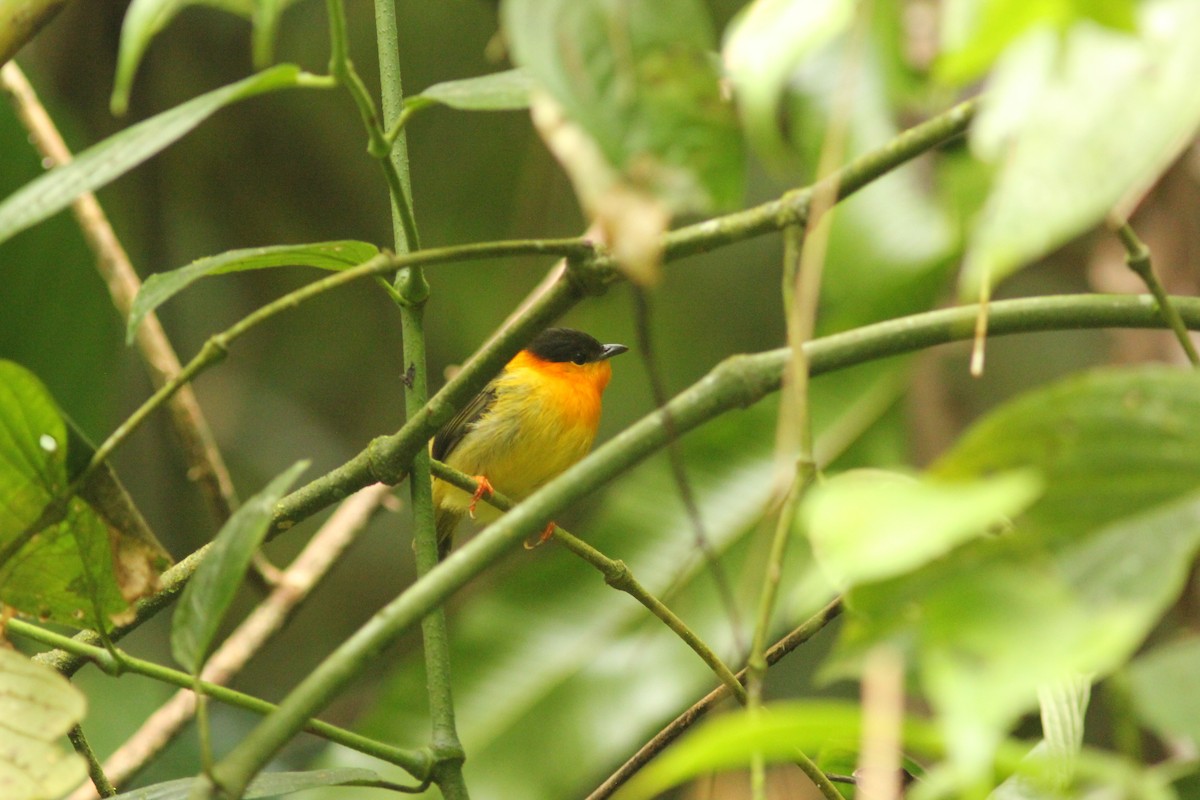 Orange-collared Manakin - ML621752860