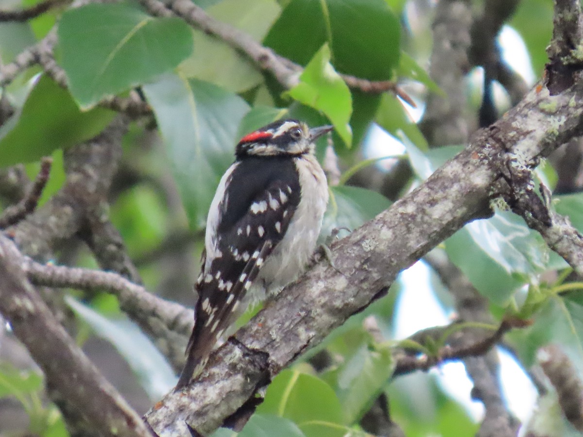 Downy Woodpecker - ML621752876