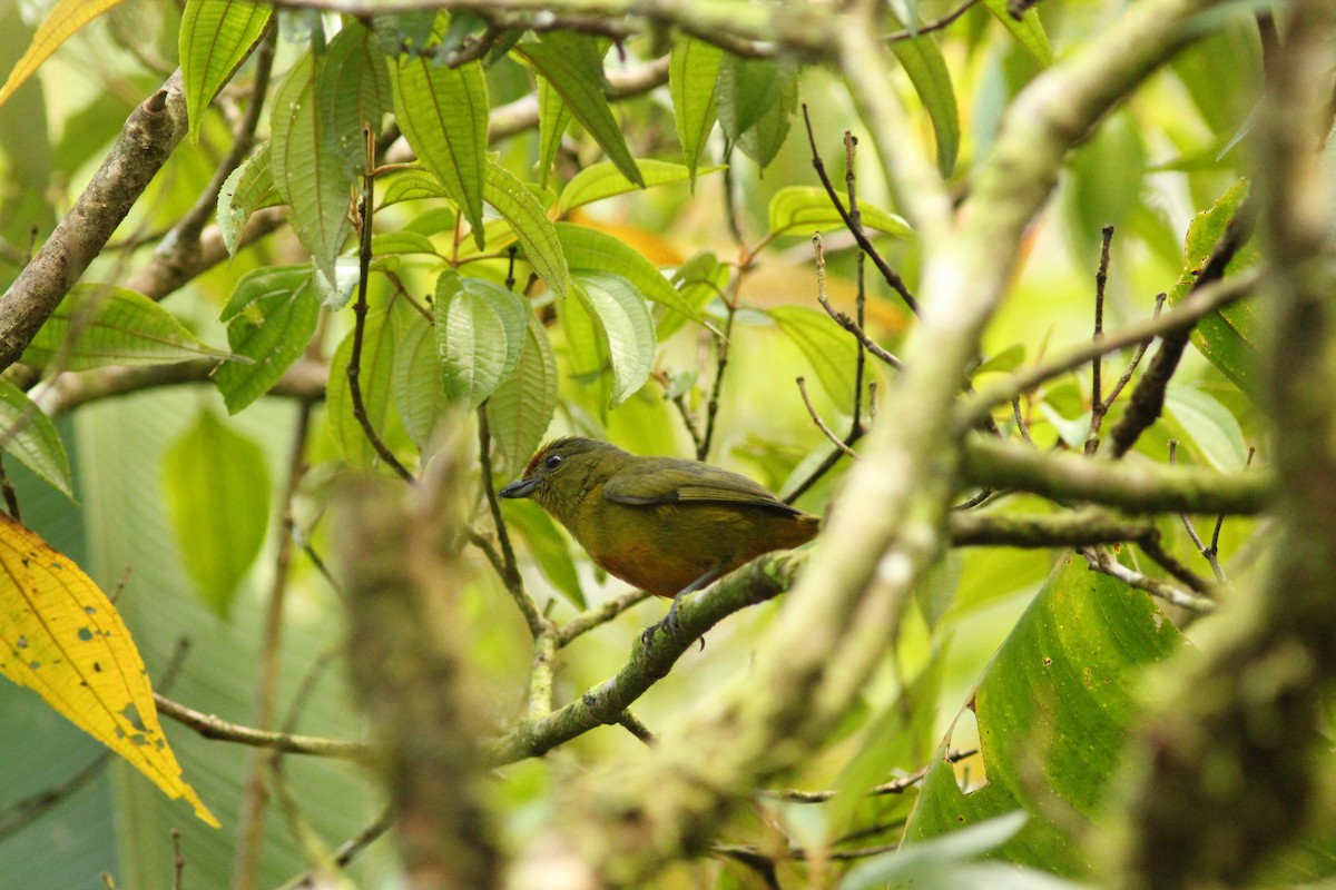 Spot-crowned Euphonia - ML621752889