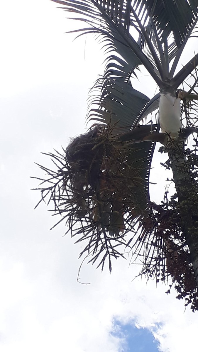 Great Kiskadee - ML621752908