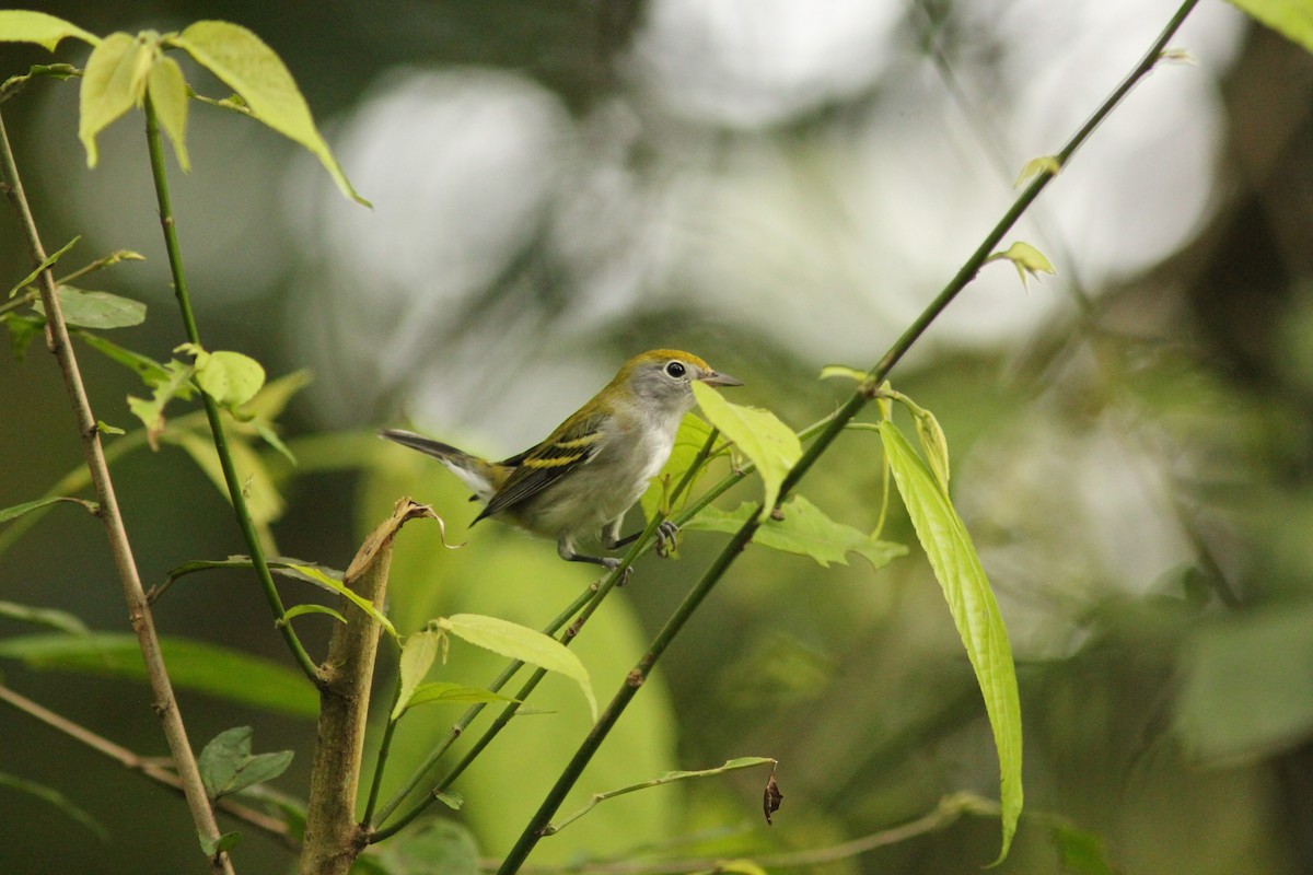 Chestnut-sided Warbler - ML621752909