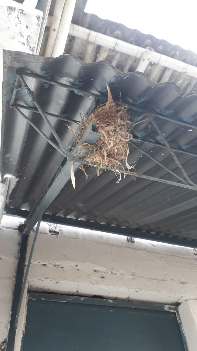 Saffron Finch - ML621752917