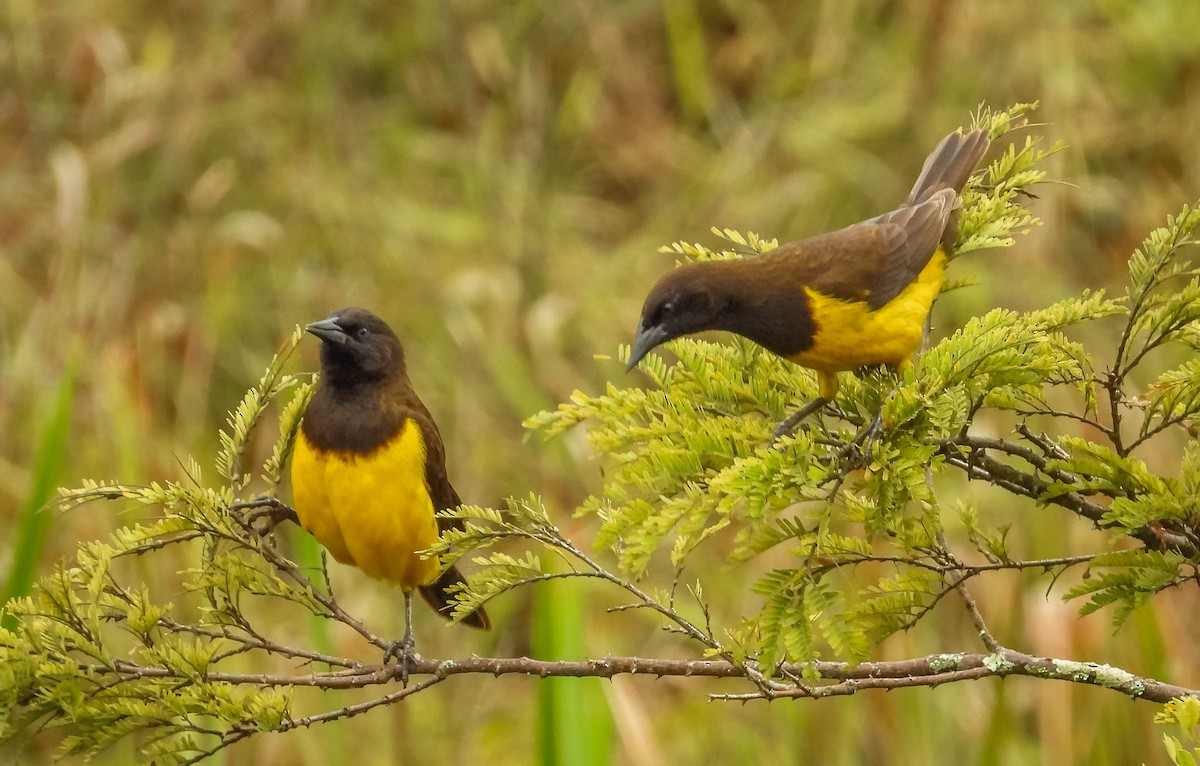 Yellow-rumped Marshbird - ML621752918