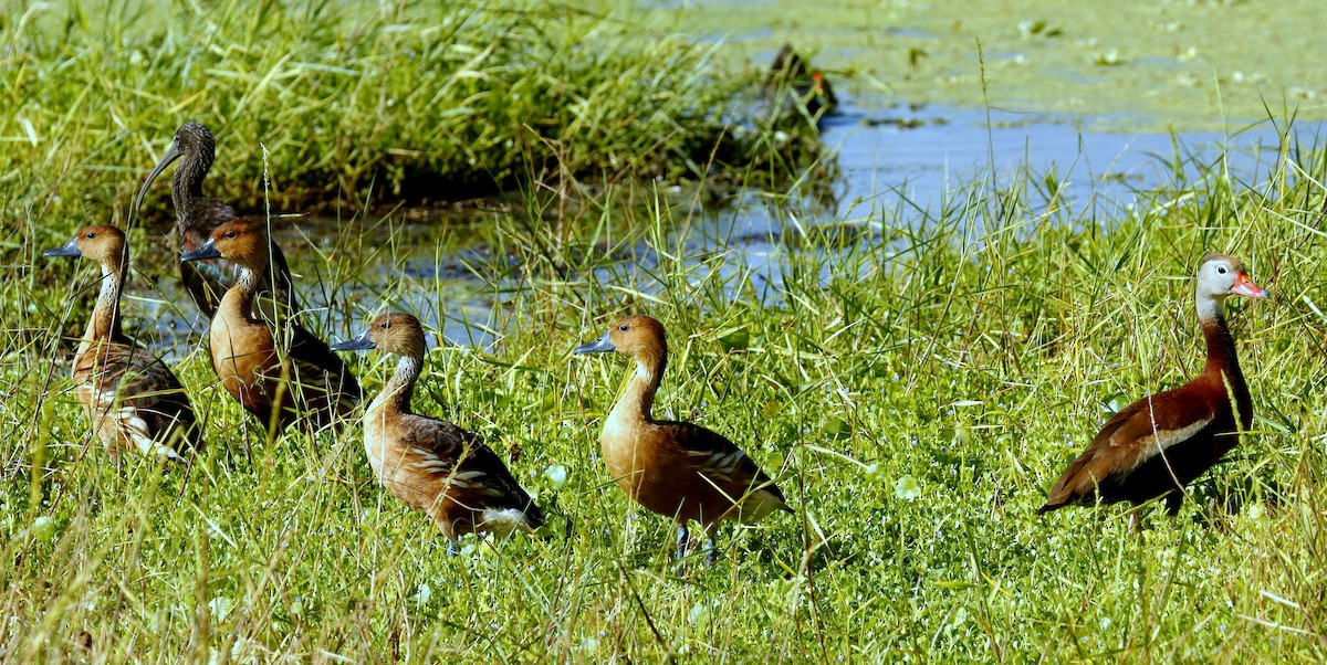 eBird Checklist - 22 Jul 2024 - Green Cay Wetlands & Nature Center - 37 ...