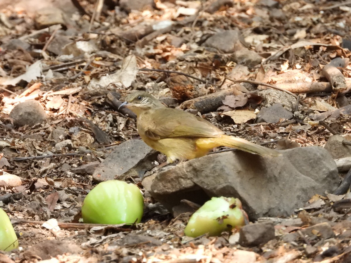 Bulbul de Blanford Oriental - ML621752986