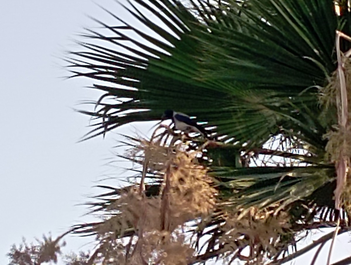 Hooded Crow - Lono H